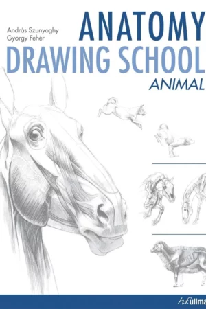 anatomy drawing school animal anatomy
