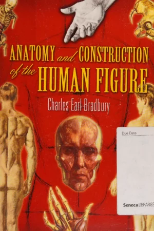 anatomy and construction of the human figure
