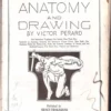 anatomy and drawing
