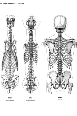 animal anatomy for artists 3