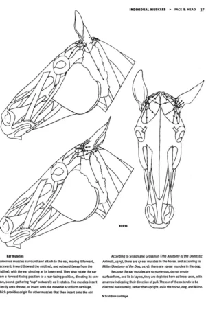 animal anatomy for artists 4