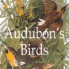 audubons birds