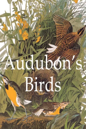 audubons birds