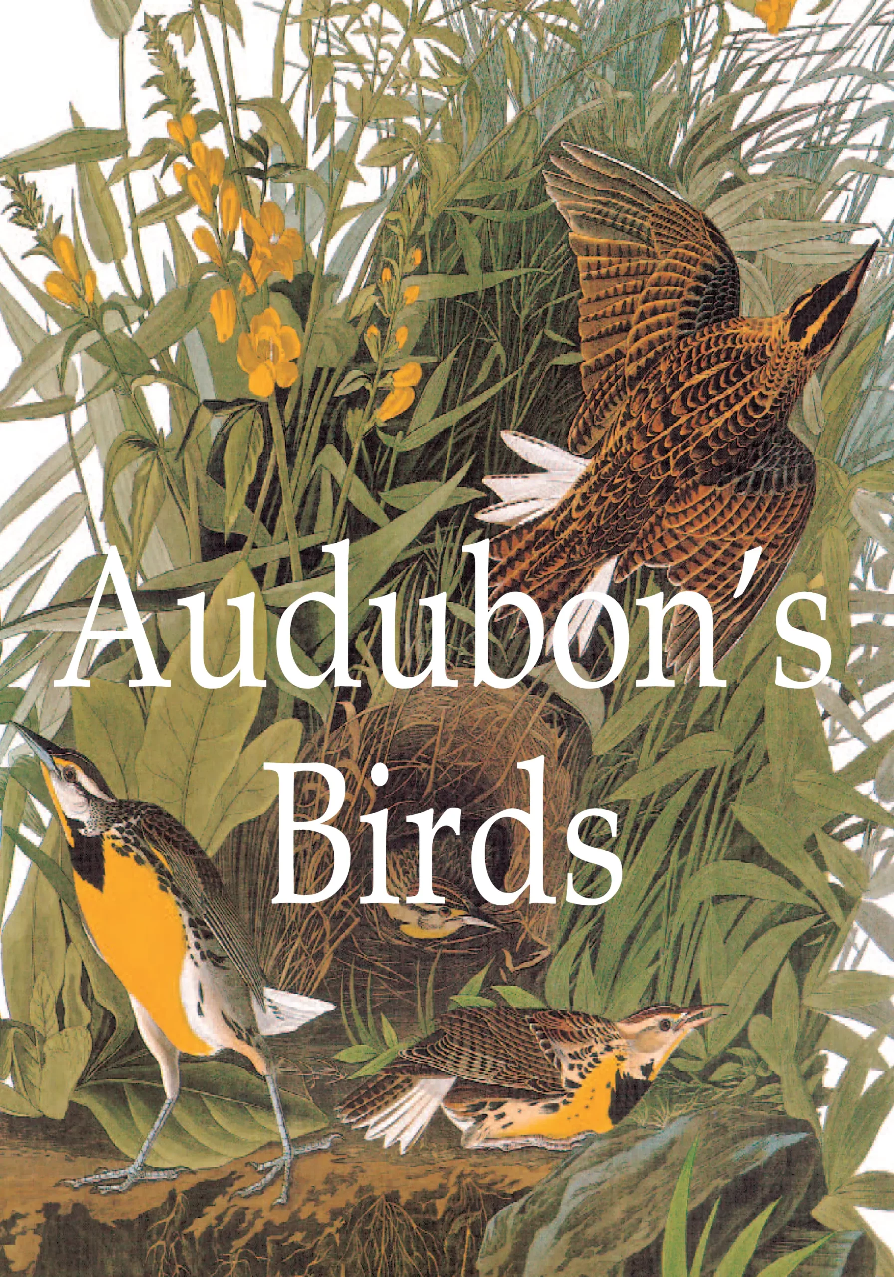 audubons birds
