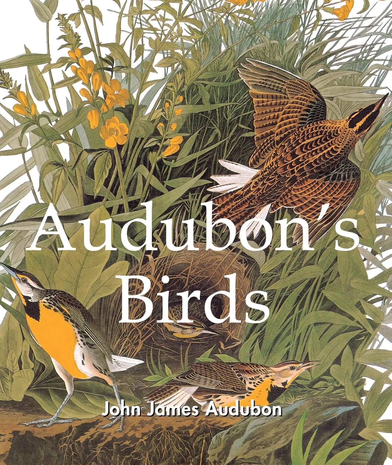 audubons birds 1