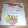 baby birds an artist looks into the nest