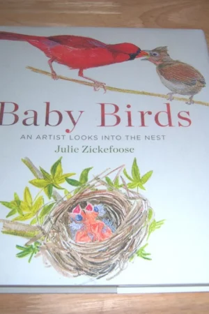 baby birds an artist looks into the nest