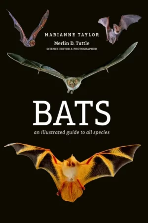 bats an illustrated guide to all species 