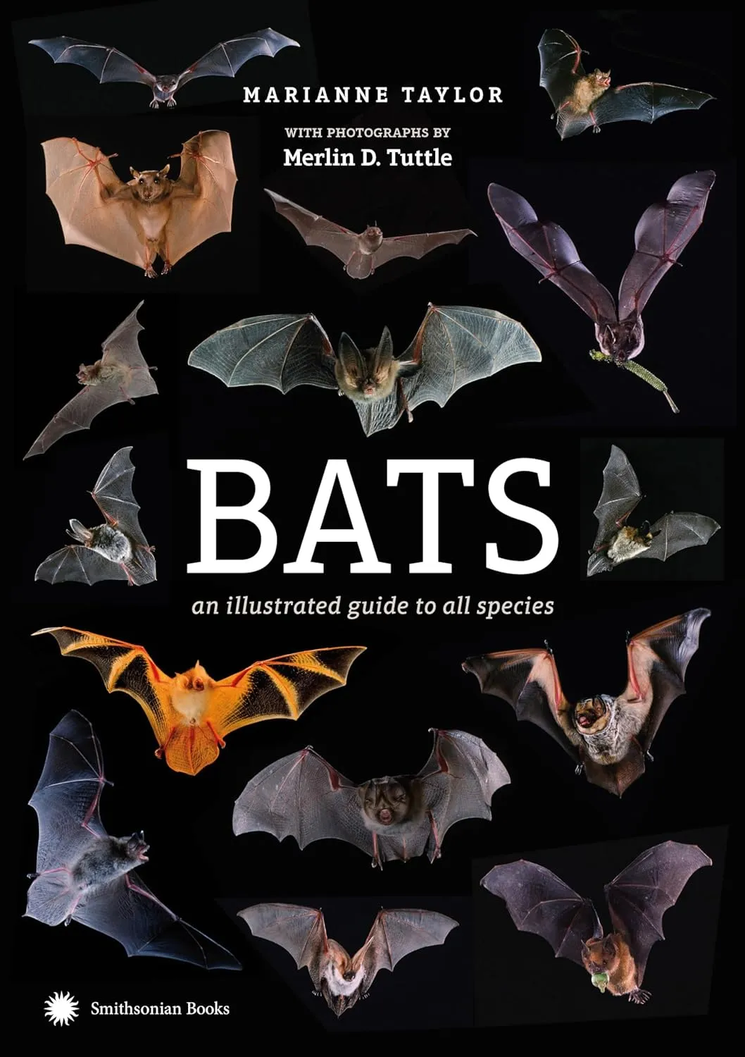 bats an illustrated guide to all species