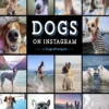 dogs on instagram