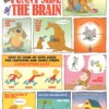 drawing on the funny side of the brain