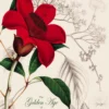 golden age of botanical art