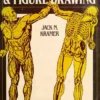 human anatomy and figure drawing
