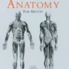 human anatomy for artists