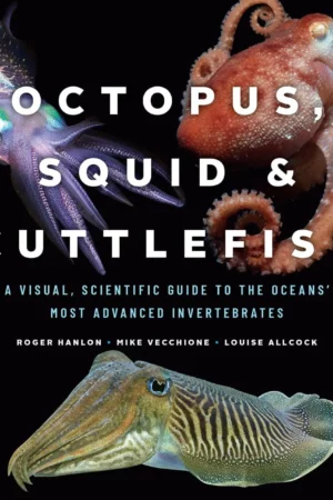 octopus squid and cuttlefish