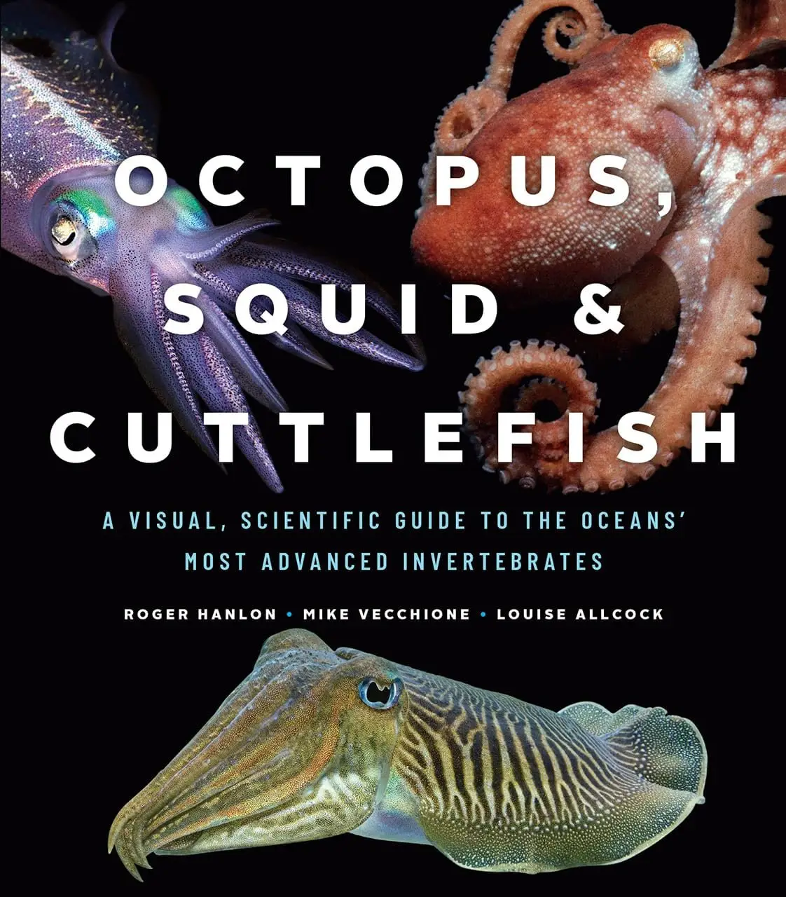 octopus squid and cuttlefish