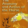the anatomy and action of the horse