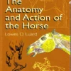 the anatomy and action of the horse