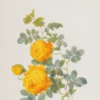 the art of botanical illustration an illustrated history