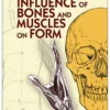 the influence of bones and muscles on form