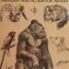 charles r knight animal drawing anatomy and action for artists 1959