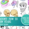 anatomy heads