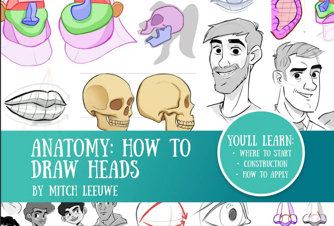 anatomy heads