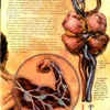 anatomy of a metahuman 01 superman part 2