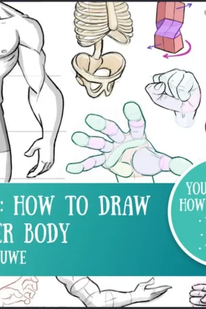 anatomy upperbody