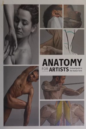 anatomy for artists
