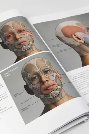 anatomy for artists3