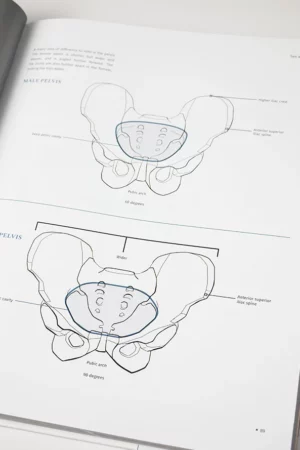 anatomy for artists4