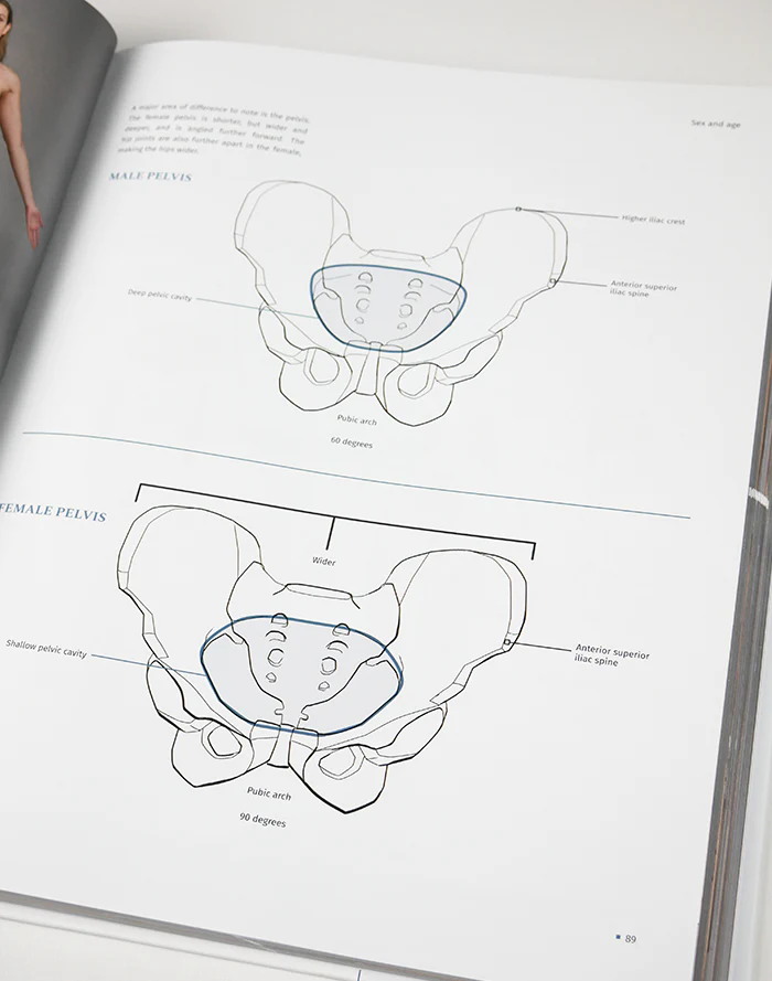 anatomy for artists4