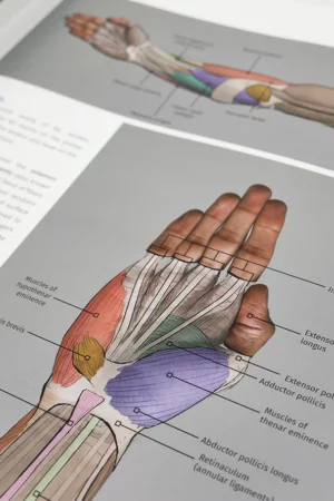 anatomy for artists5
