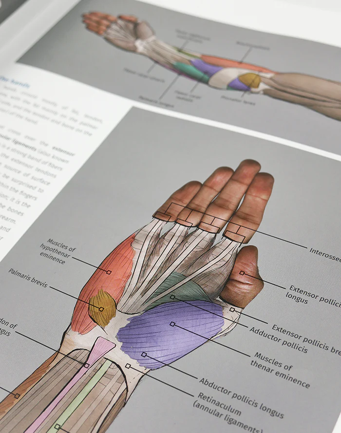anatomy for artists5
