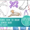 anatomy lowerbody