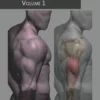 cover image anatomy studies volume 01 digital book