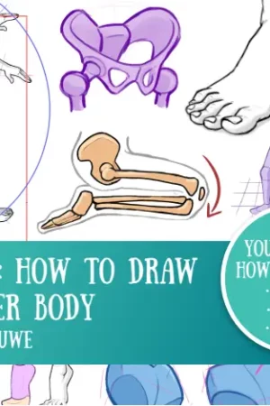 how to learn anatomy lowerbody