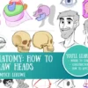 how to learn anatomy the heads