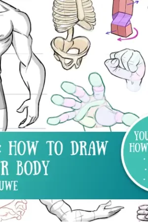 how to learn anatomy upperbody