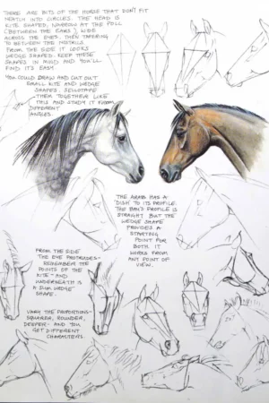 the allen book of painting amp amp drawing horses bell jenni 3