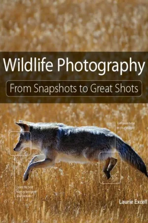 wildlife photography from snapshots to great shots