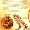 anatomy of a metahuman 02 the cheetah