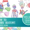 how to learn anatomy