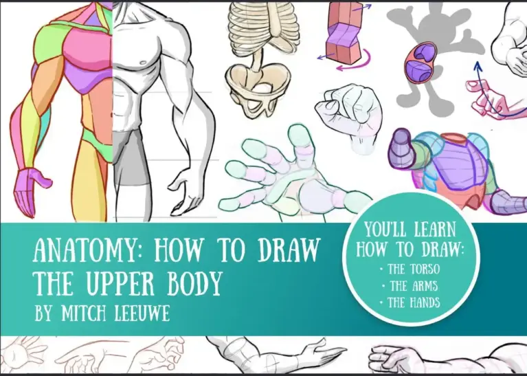 Anatomy: How to Draw the Upper Body
