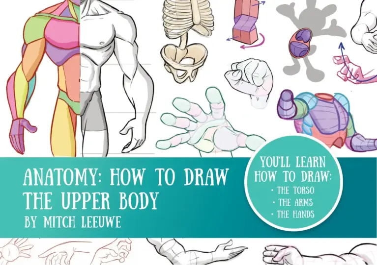 Anatomy Upper Body