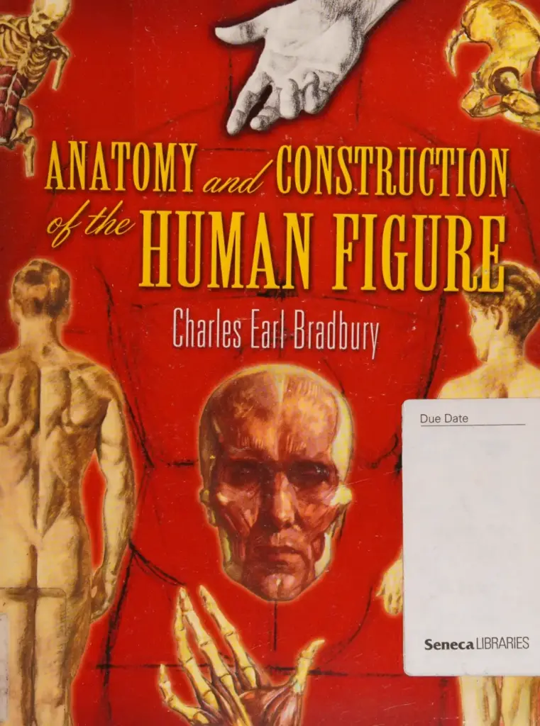 Anatomy and Construction of the Human Figure