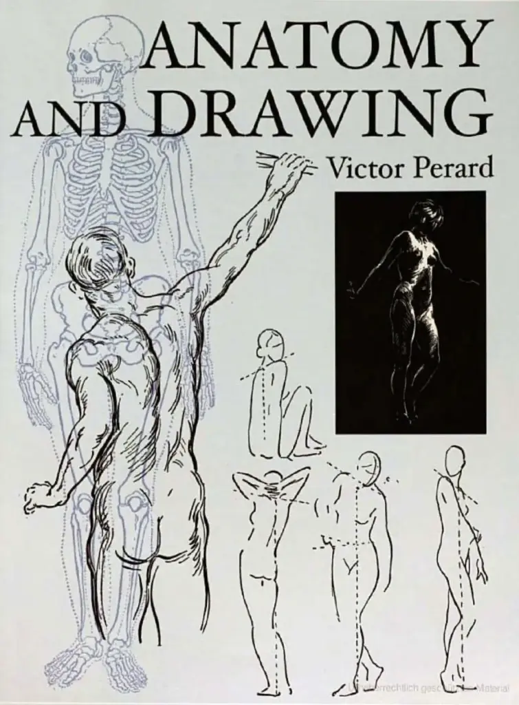 Anatomy and Drawing