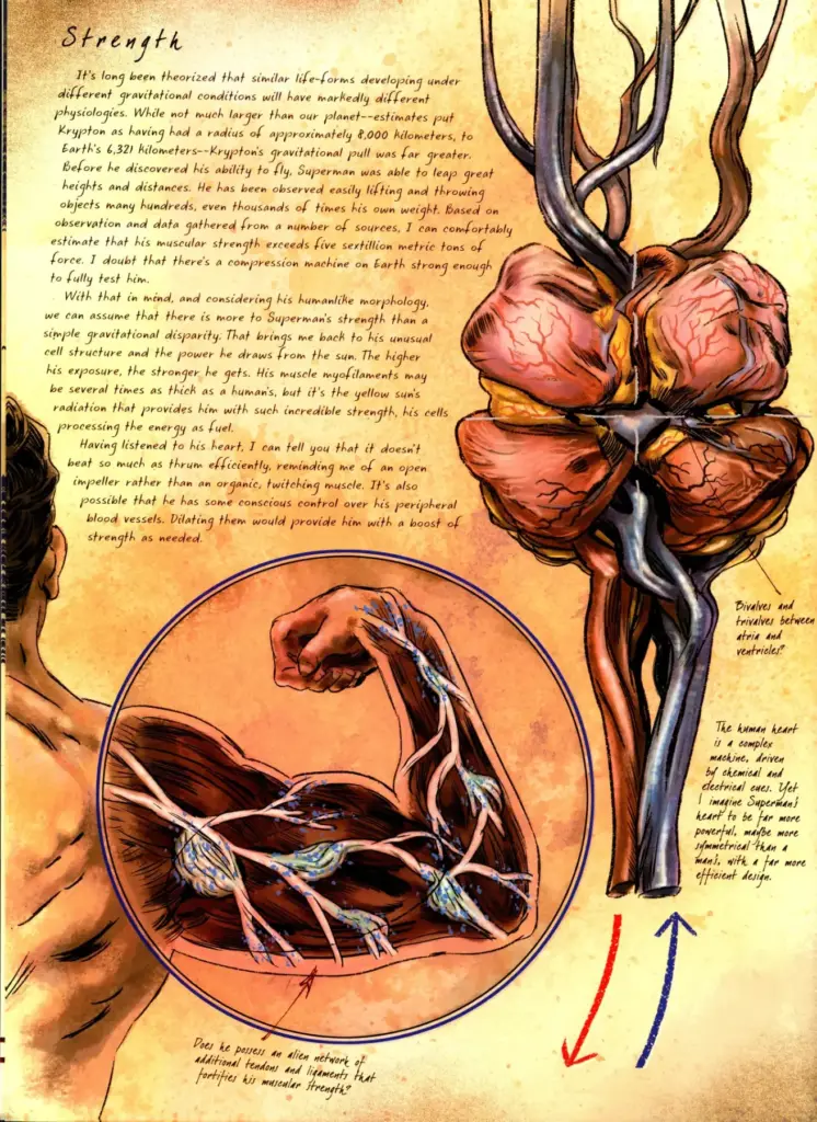 Anatomy of a Metahuman 01 Superman Part 2
