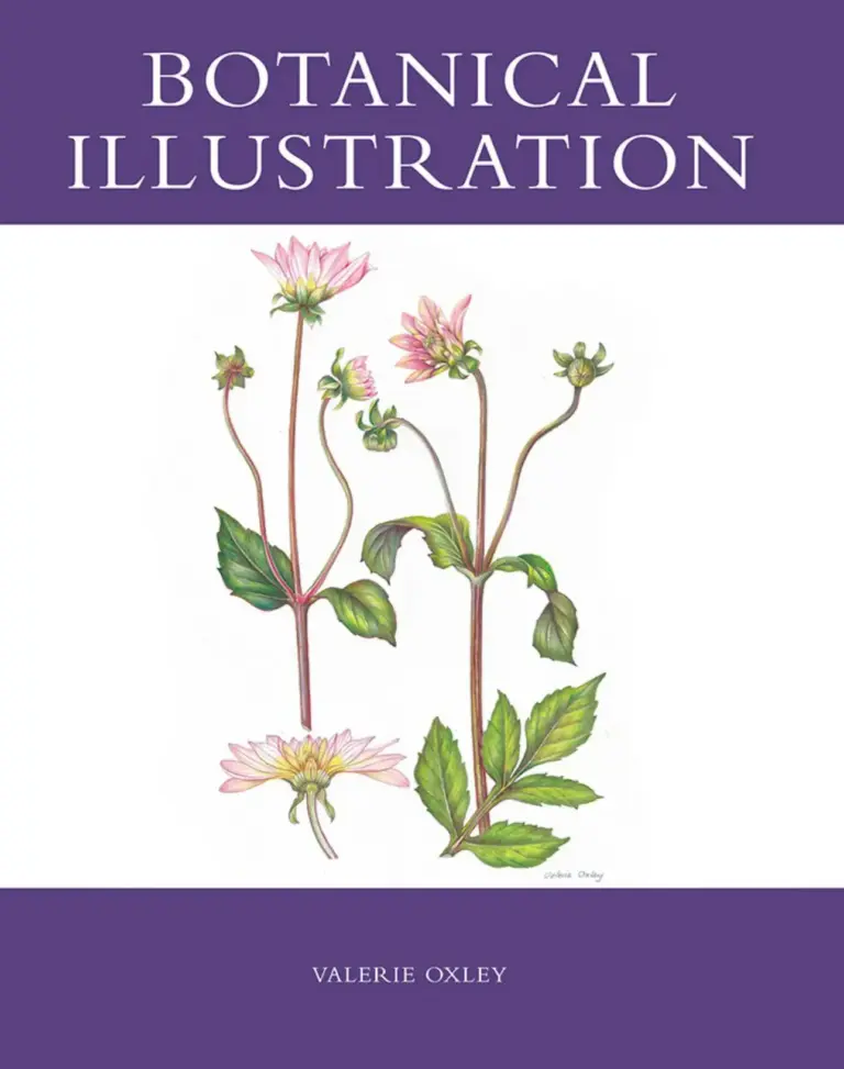Botanical Illustration